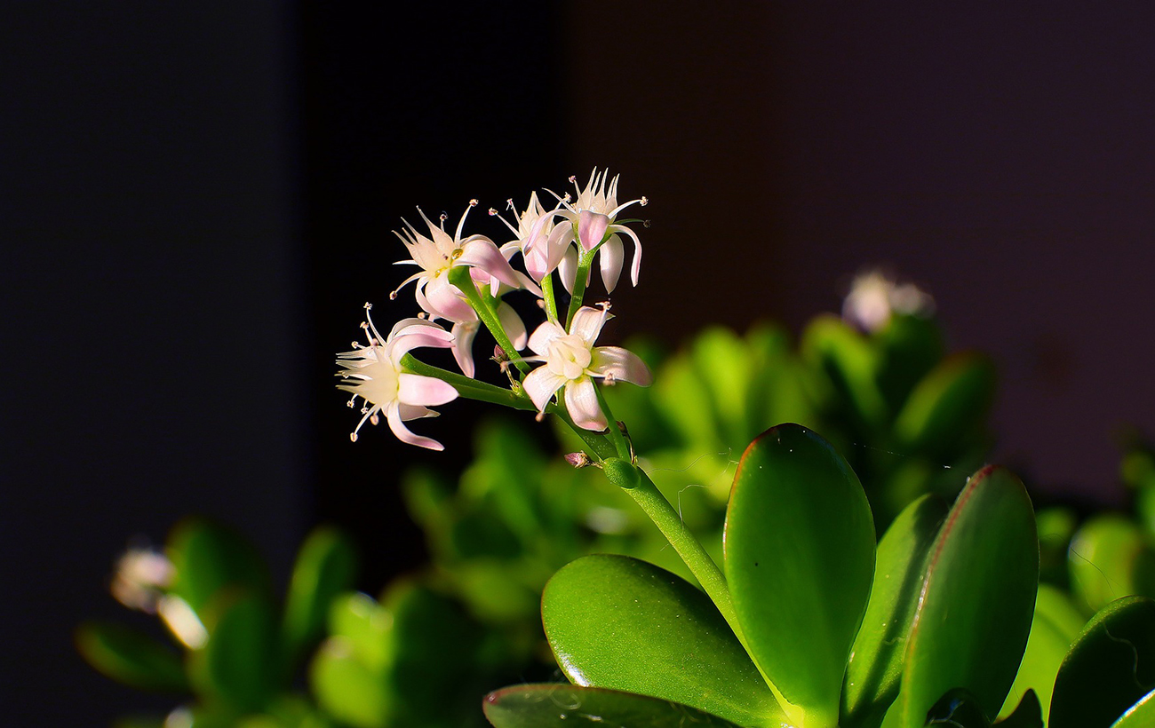 Ось чому вдома не можна вирощувати грошове дерево